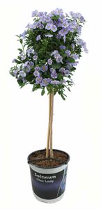 Bild von KP19 Solanum  stam "Actie" rantonetti Lilac lady